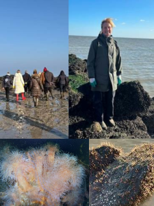 DES AN&Eacute;MONES DE MER AU ZOUTE !