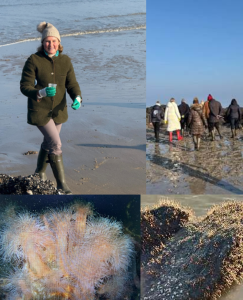 DES AN&Eacute;MONES DE MER AU ZOUTE !